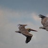 Pelicans